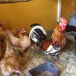بيت للعطل Kivirannan Tupa يليفيسكا