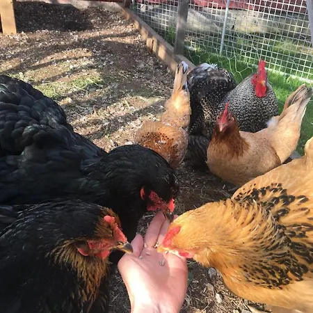 Kivirannan Tupa * 上维耶斯卡