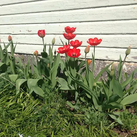 Kivirannan Tupa 上维耶斯卡