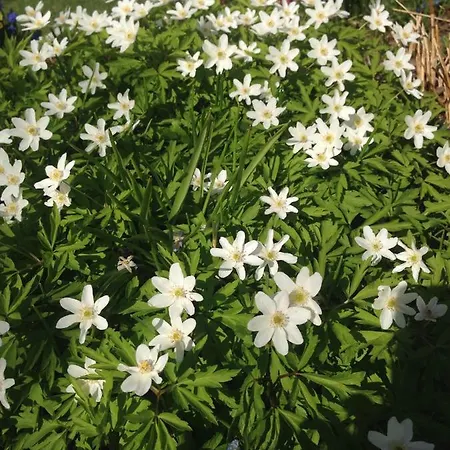 Kivirannan Tupa * 上维耶斯卡