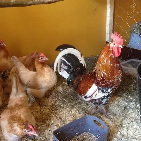 度假居 Kivirannan Tupa 上维耶斯卡